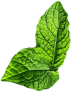 mint1